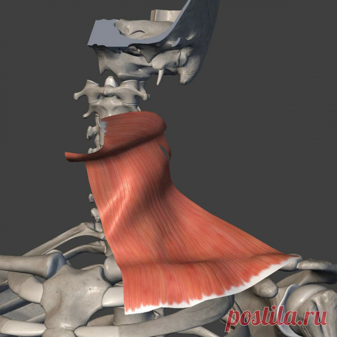 Как убрать брыли и вернуть овал лица | Фейсбилдинг/FaceBuilding Studio | Яндекс Дзен