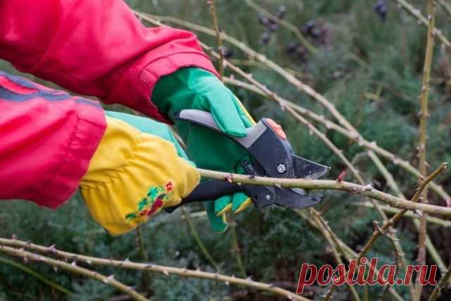 Готовим розы к зиме – 13 полезных советов для начинающих цветоводов | Розы (Огород.ru)
