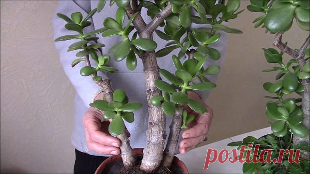 ЭТО КОМНАТНОЕ РАСТЕНИЕ - НАСТОЯЩИЙ ДОМАШНИЙ ЛЕКАРЬ!
Узнайте, как правильно его использовать!

Толстянка, или денежное дерево, — комнатное растение, которое есть дома практически у каждого. Одних она привлекает своим внешним видом и неприхотливостью, другие верят в то, что она способна привлечь деньги в дом.

Но не все знают, что толстянку можно также выращивать и с пользой для здоровья. Ее целебные свойства помогут избавиться от множества недугов, ведь она обладает противо...
