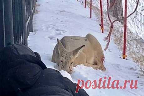 В Новосибирске спасли раненую косулю. В Новосибирске волонтеры и специалисты Минприроды спасли раненую косулю, которая пострадала от нападения бродячих собак. В настоящее время животное находится на передержке Новосибирском зоопарке имени Шило, ему оказали необходимую помощь. Когда косуля поправится, ее выпустят на волю.