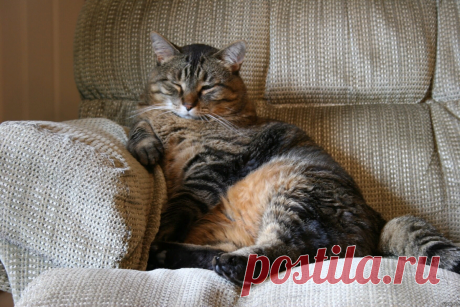 😻7 удивительных фактов о кошках, которые известны далеко не всем | Нос, хвост, лапы | Дзен