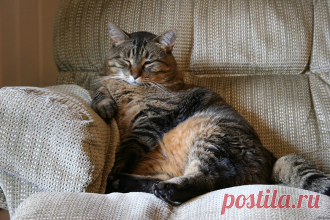 😻7 удивительных фактов о кошках, которые известны далеко не всем | Нос, хвост, лапы | Дзен