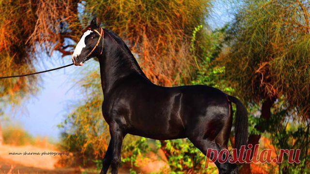 лошади Индия