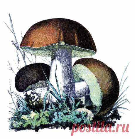 mushroomsbrwnvintageimage-graphicsfairy.jpg (1524×1566)