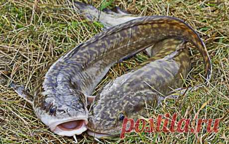 Ловля налима летом