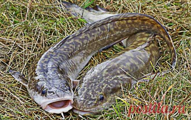 Ловля налима летом