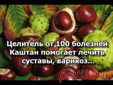 Целитель от 100 болезней - Каштан помогает лечить суставы, варикоз...