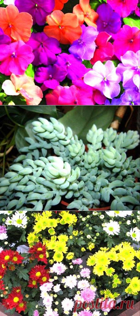 Растения, подходящие для выращивания в подвесных горшках | Наш уютный дом