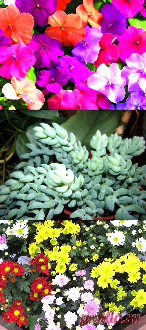 Растения, подходящие для выращивания в подвесных горшках | Наш уютный дом