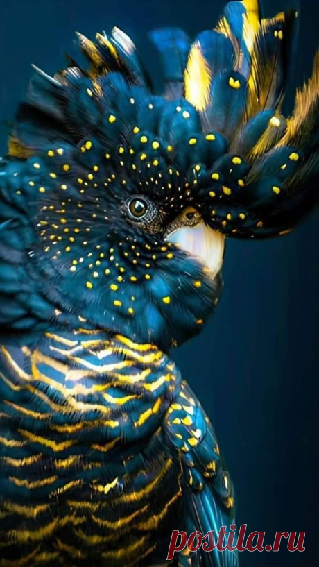 (551) Pinterest