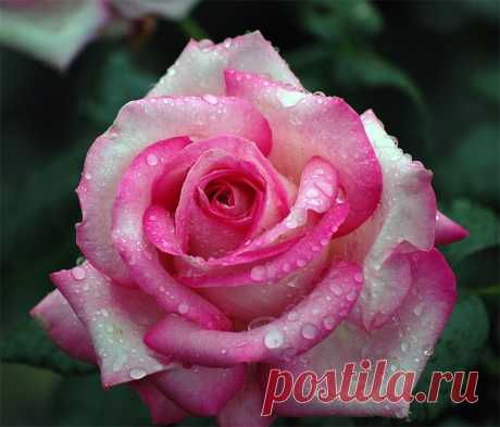 66041219-rose.jpg (935×798)