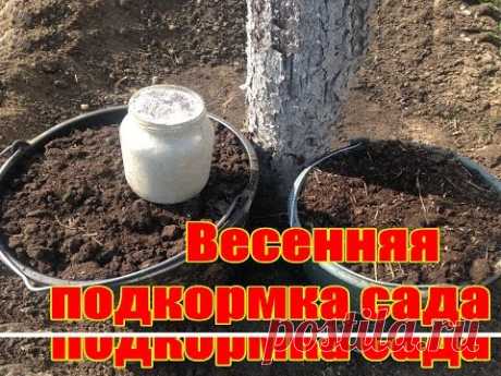 Весенняя подкормка сада / Когда и как подкармливать фруктовый сад