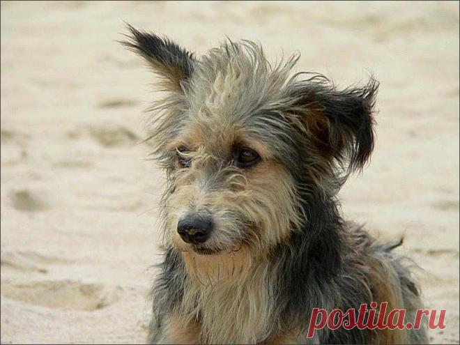 Какая разница какой я породы-во мне душа чище чем у бессердечного человека!!!