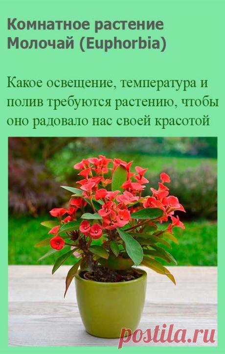 Комнатное растение Молочай (Euphorbia). Обширный род, включающий около 2000 видов растений самых разных форм. Его латинское название дано в честь античного врача Эуфорба, который описал лечебные свойства этих растений. Их более распространенное народное название - молочаи. Самый знаменитый вид - молочай прекраснейший (E.pulcherrima), который называют пуансеттией или "Вифлеемской звездой".