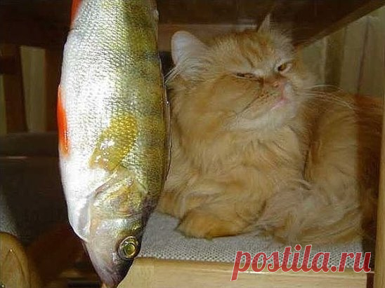 Без пива не буду...