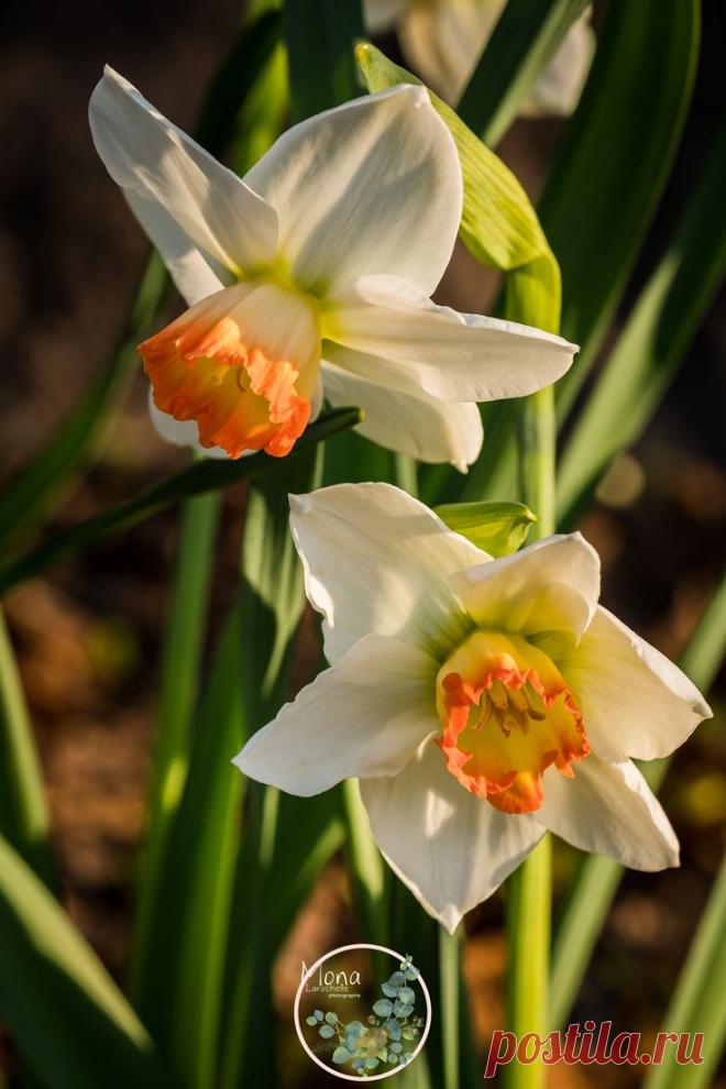 narcissus-spring-fever-190529-t3-7186-web