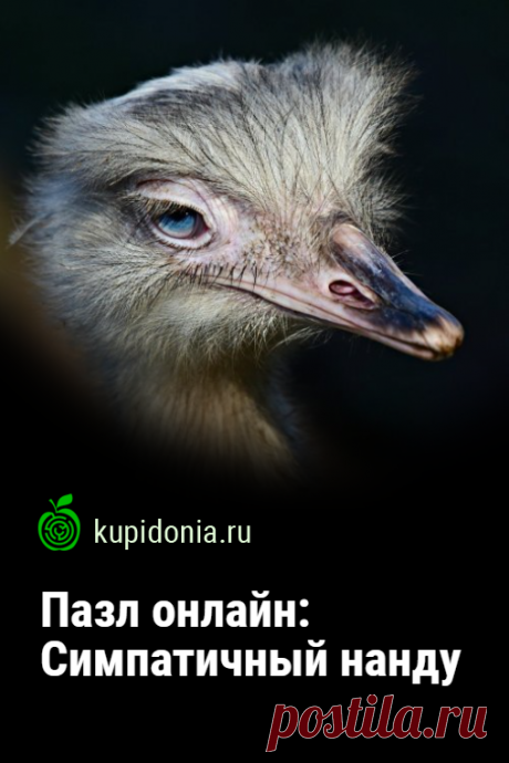 Пазл онлайн: Симпатичный нанду. Соберите красивый пазл онлайн с симпатичным нанду из серии «Птицы Южной Америки».