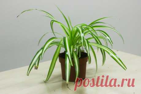 10 комнатных растений очищающих воздух в квартире