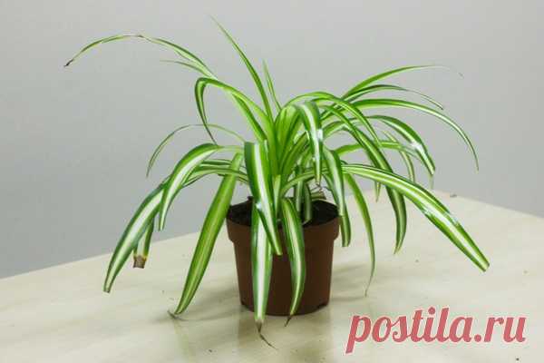 10 комнатных растений очищающих воздух в квартире