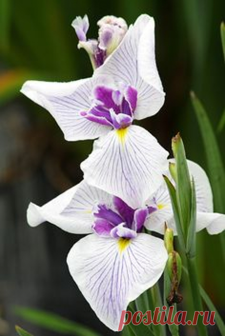 Iris