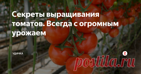 Секреты выращивания томатов. Всегда с огромным урожаем Самая популярная культура у огородников – это конечно же помидоры. Нет ни одного дачника, который хотя бы раз за свою жизнь не посадил хоть пару-тройку кустиков. Вот и я начинала своё освоение огородного дела как раз с томатов. И за эти годы вывела для себя формулу хорошего плодоношения и обильного урожая.
1. Корневая система. Она как человеческий иммунитет, который нужно обязательно укреплять, чт