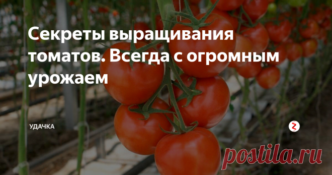 Секреты выращивания томатов. Всегда с огромным урожаем Самая популярная культура у огородников – это конечно же помидоры. Нет ни одного дачника, который хотя бы раз за свою жизнь не посадил хоть пару-тройку кустиков. Вот и я начинала своё освоение огородного дела как раз с томатов. И за эти годы вывела для себя формулу хорошего плодоношения и обильного урожая.
1. Корневая система. Она как человеческий иммунитет, который нужно обязательно укреплять, чт