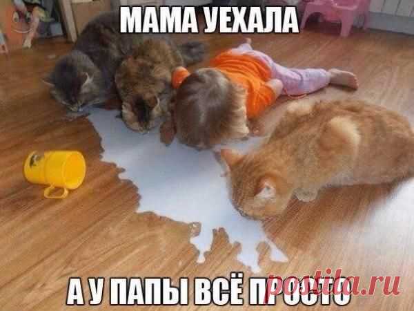Самые смешные картинки за месяц