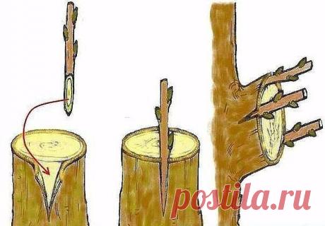 ПРО СПОСОБ ПРИВИВКИ ЗА КОРУ  | 6 соток