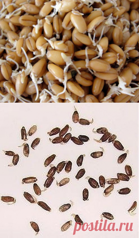 1 непрочитанный чат