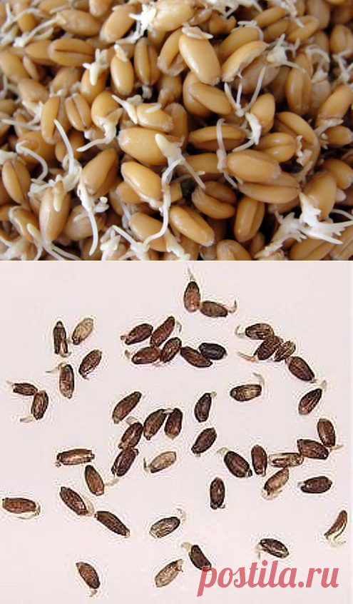 1 непрочитанный чат