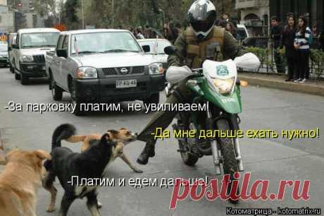 Котоматрица: Главная