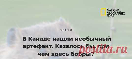 Археологи обнаружили двухметровый метательный дротик возрастом аж 6 000 лет. Но что удивительнее – оружие было сделано с помощью небезызвестной бобровой струи.