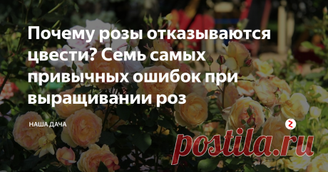 Почему розы отказываются цвести? Семь самых привычных ошибок при выращивании роз Надежда Аркадьевна сама лично ухаживает за этим кустом – обрезает ее вовремя, опрыскивает, подкармливает, окапывает… А на зиму тщательно укрывает, чтобы защитить неженку от  лютых морозов.
И у всех, кто к нам заходит, по делам или в гости, возникает один вопрос – что мы делаем не так, у нас так розы при всем желании не цветут?