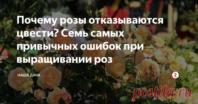 Почему розы отказываются цвести? Семь самых привычных ошибок при выращивании роз Надежда Аркадьевна сама лично ухаживает за этим кустом – обрезает ее вовремя, опрыскивает, подкармливает, окапывает… А на зиму тщательно укрывает, чтобы защитить неженку от  лютых морозов.
И у всех, кто к нам заходит, по делам или в гости, возникает один вопрос – что мы делаем не так, у нас так розы при всем желании не цветут?