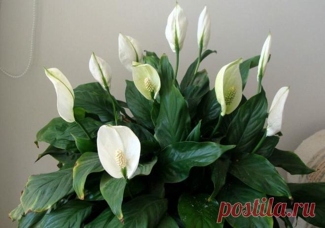 Хотите, чтобы все завидовали вашему цветку женское счастье? Самые важные нюансы при выращивании прекрасного растения Как известно, Женское Счастье родом из тропиков. Поэтому ему очень нравится свет. Вот только он должен быть не прямым, а рассеянным: в естественной среде обитания оно растет хоть и в солнечных...