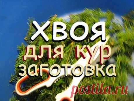 ХВОЯ ДЛЯ КУР - ЗАГОТОВКА | Витамины для кур | Хвоя |  Chickens | Vitamins for chickens | Needles