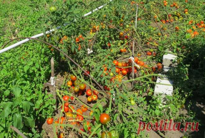 Помидорные кусты не вырываем, а укрываем на зиму — чтобы весной не сеять рассаду | Маленький сад на краю Вселенной | Яндекс Дзен