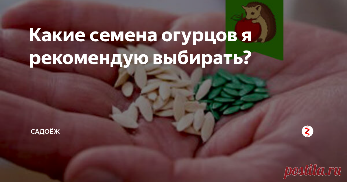 Какие семена огурцов я рекомендую выбирать? И как подготовить их к посадке