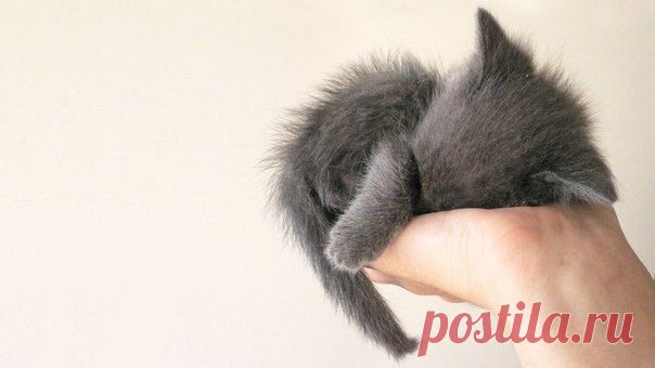 ТРЕБУЕТСЯ!!!  Сотрудник для подачи рекламы на дому 
Работа ведется удаленно, по удобному для Вас графику. Объем работы постоянный.