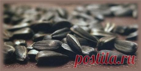 (+1) тема - Семечки подсолнуха — польза и вред | Среда обитания
Подсолнечник – растение, символизирующее солнце, передающее своим внешним видом теплоту и пользу солнечного света. Плоды растения – семечки подсолнечника – вкусный, полезный и поистине «солнечный» продукт, обладающий массой положительных качеств.