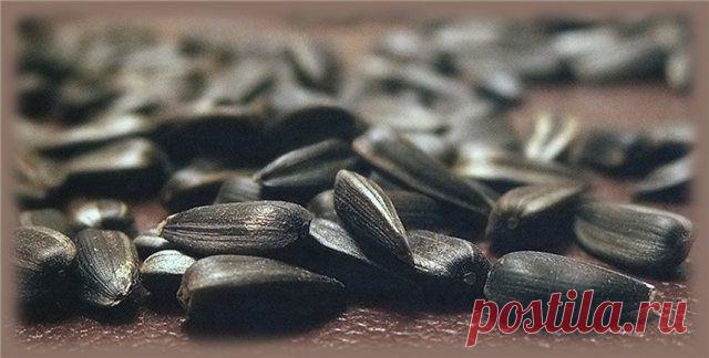 (+1) тема - Семечки подсолнуха — польза и вред | Среда обитания
Подсолнечник – растение, символизирующее солнце, передающее своим внешним видом теплоту и пользу солнечного света. Плоды растения – семечки подсолнечника – вкусный, полезный и поистине «солнечный» продукт, обладающий массой положительных качеств.