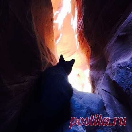 Милли - кошка-скалолаз из штата Юта, США