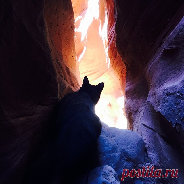 Милли - кошка-скалолаз из штата Юта, США