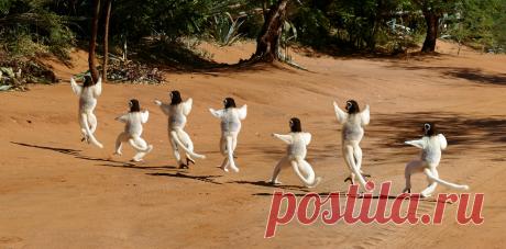 Сифаки | Чёрт побери