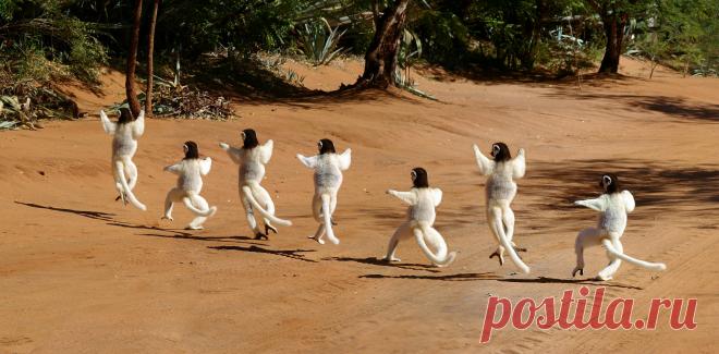 Сифаки | Чёрт побери