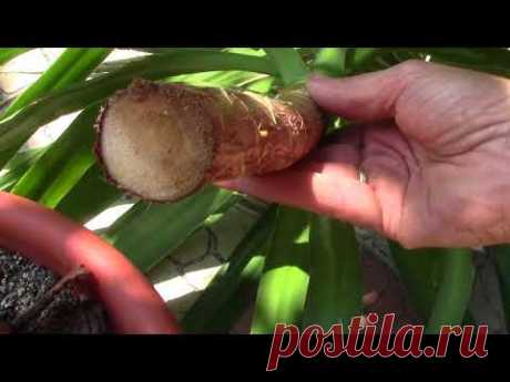 Юкка.  Как правильно обрезать ствол юкки?