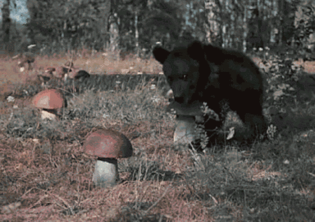 ПО ГРИБЫ...