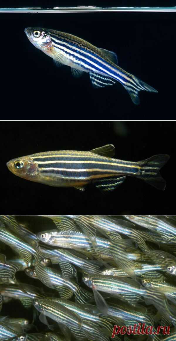Данио рерио (Danio rerio ) содержание, кормление, разведение