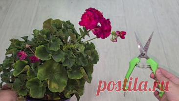 СРОЧНО в августе сделай это с геранью, чтобы ушла в ЗИМУ здоровая, крепкая и был пышный куст | Цветочные советы от Елены | Дзен