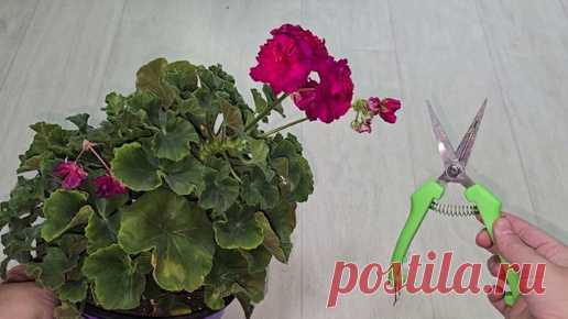 СРОЧНО в августе сделай это с геранью, чтобы ушла в ЗИМУ здоровая, крепкая и был пышный куст | Цветочные советы от Елены | Дзен